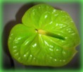 /album/fleurs%20%c3%a0%20la%20pi%c3%a8ce/anthurium-vert-jpg/